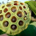 Trypophobia How to Overcome the Fear of Holes