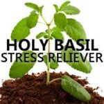 Basil Natural Stress Relief | 7 Health Benefits