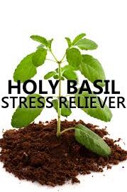 Basil Natural Stress Relief - 7 Health Benefits of Basil