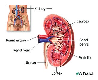 4 Natural Ways to Reduce and Prevent RCC Kidney Cancer
