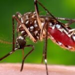 Zika Virus Spread Symptoms Diagnosis and Treatments