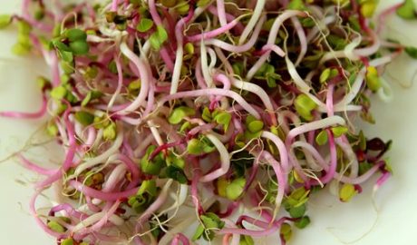Sprouts, Radishes, Food, Fresh