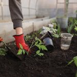 Greenhouse, Planting, Spring, Beds