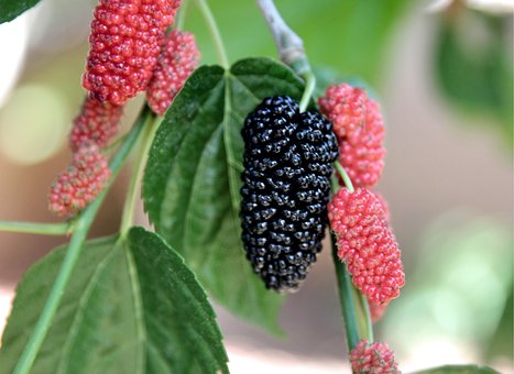 Mulberry, Fruit, Food, Fresh, Sweet
