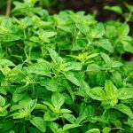 Oregano, Leaves, Herbs, Foliage, Fresh