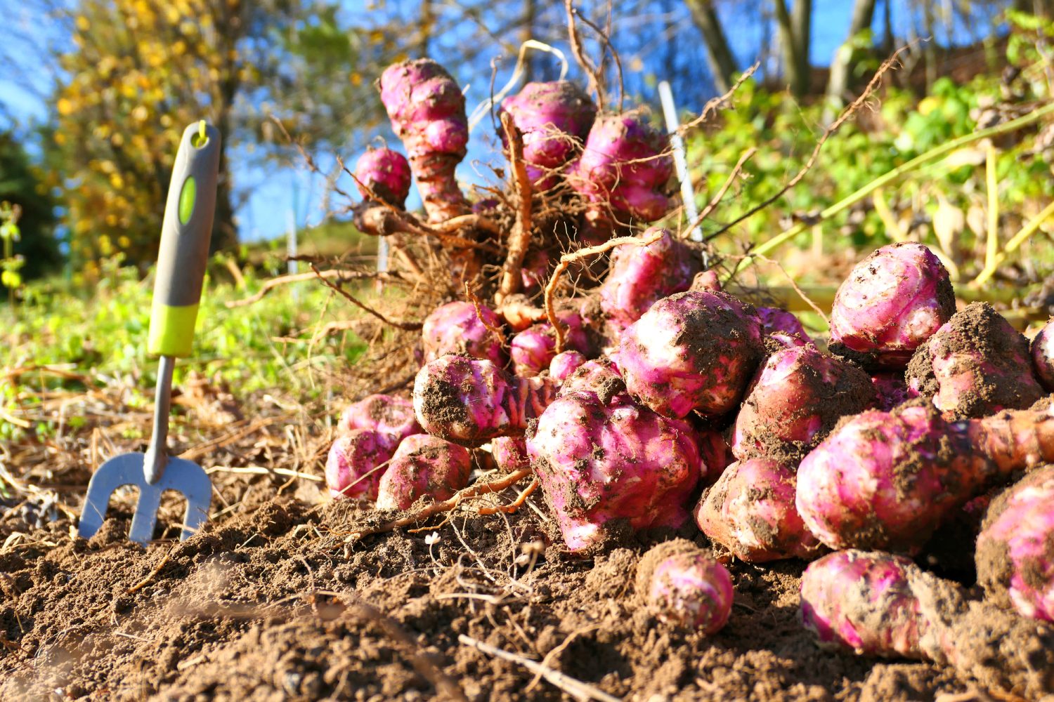 Jerusalem Artichoke Inulin