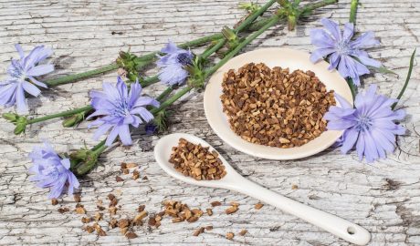 Chicory Root