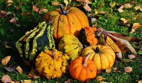 pumpkins-1712841_1280.jpg
