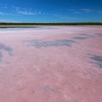 Dunaliella Salina as a Supplement Dunaliella Salina