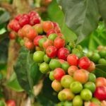 coffee berries