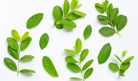 guava leaf