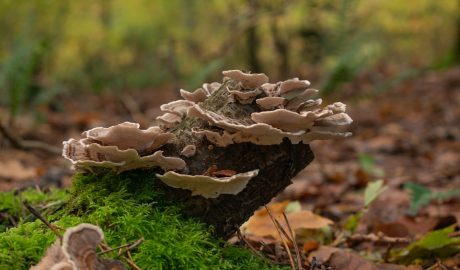 Free Mushrooms Fungi photo and picture