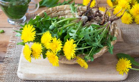 Fresh dandelion greens and flowers in basket.
