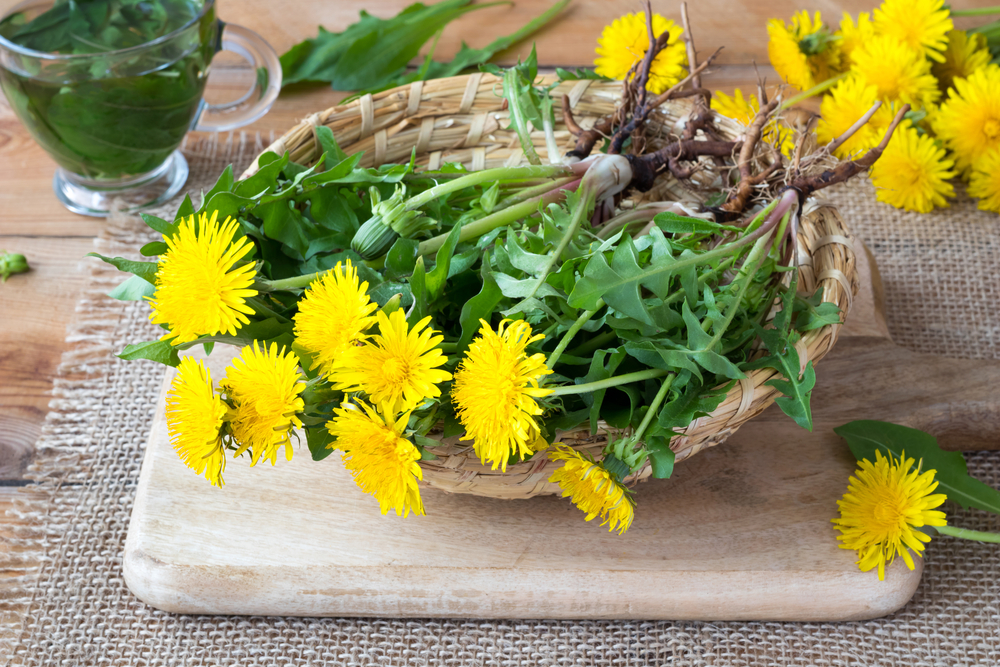 Fresh dandelion greens and flowers in basket.